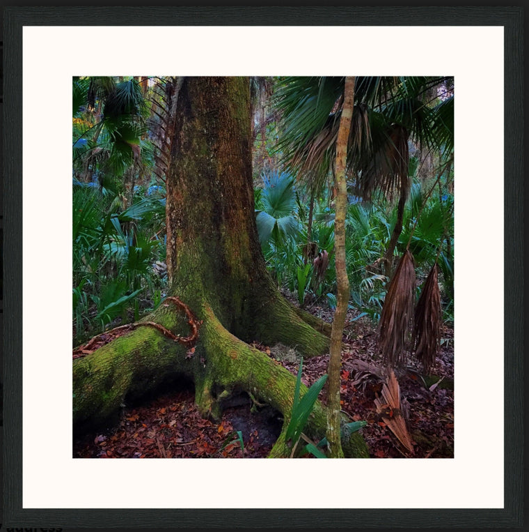 Mark Richardson - "Algae Tree" Framed photo