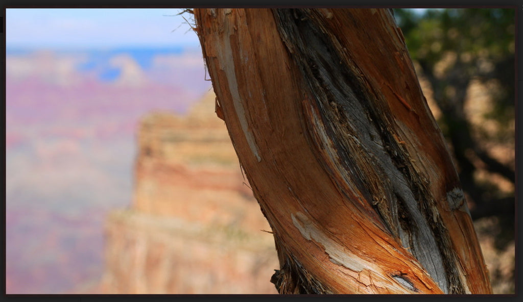 Mark Richardson - "Grand Canyon Tree Trunk" Photograph